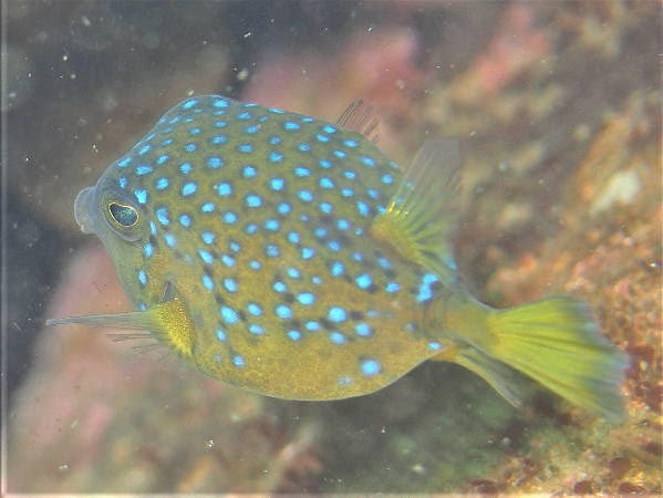 食べられるハコフグには2つの毒がる 地域によって内臓に注意が必要 994