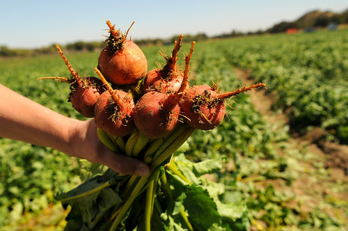 Beets