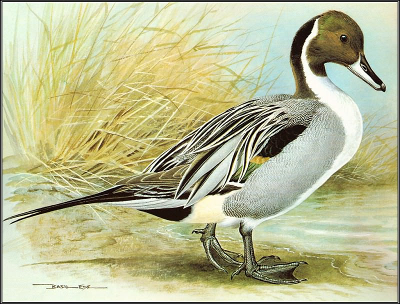 pa BasilEde 58 Pintail, Автор: Ede, Basil