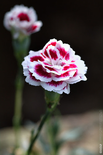 flower image