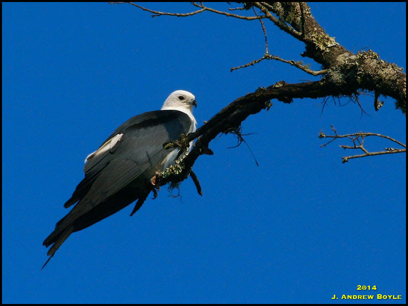 Swallow-tailed Kite