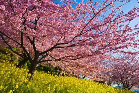 河津桜 素材 写真 彩クリweb