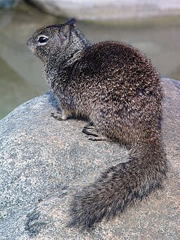 CA ground squirrel