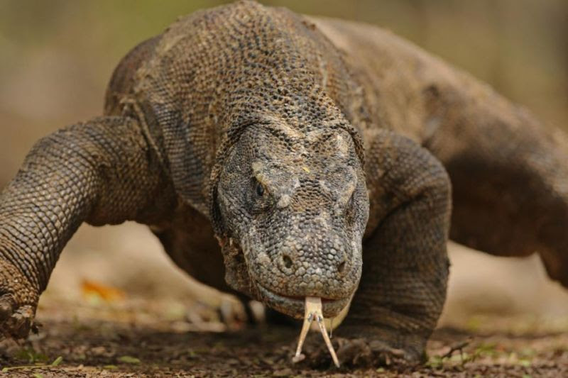 11 Hewan  Langka Di Indonesia Dilindungi Terancam Punah