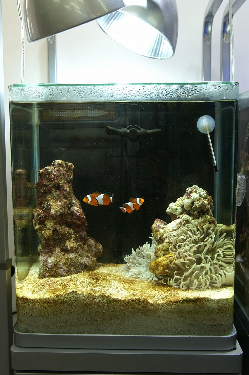 イソギンチャクの水槽ができるまで 神畑養魚株式会社