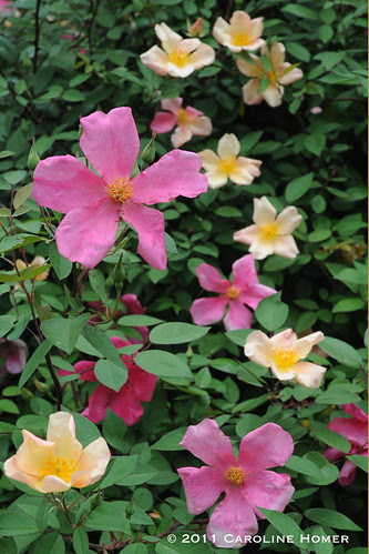 Rosa x odorata 'Mutabilis'