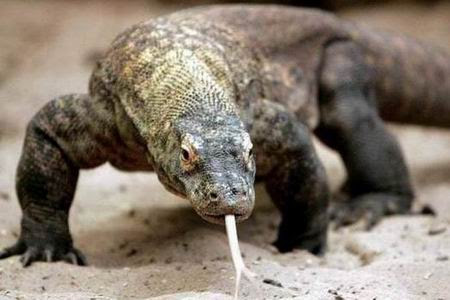 Komodo