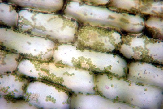 オオカナダモの葉緑体 １年理科 生物 Takaの授業記録02