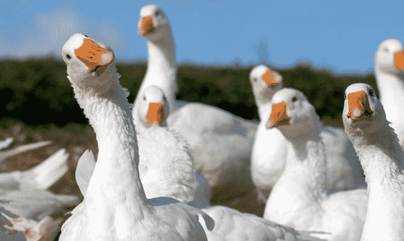 Goose Vs Geese: Pengertian Dan Perbedaannya Yang Wajib 
