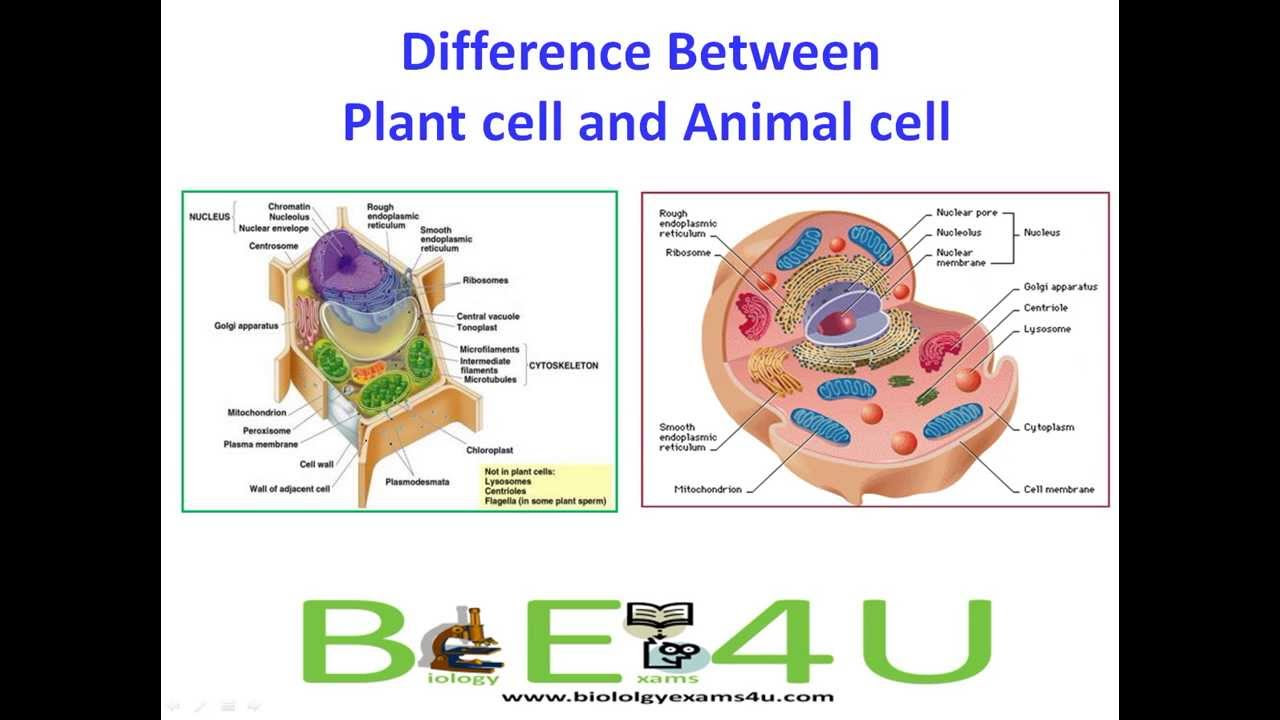 5 Major Differences Between Animal cell and Plant Cell ...