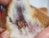 やまがたペットクリニック