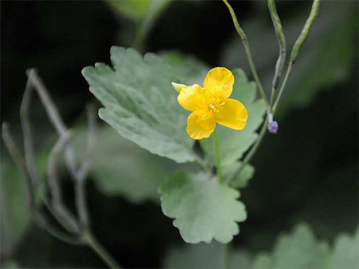 Giftblumen - Die Giftblume