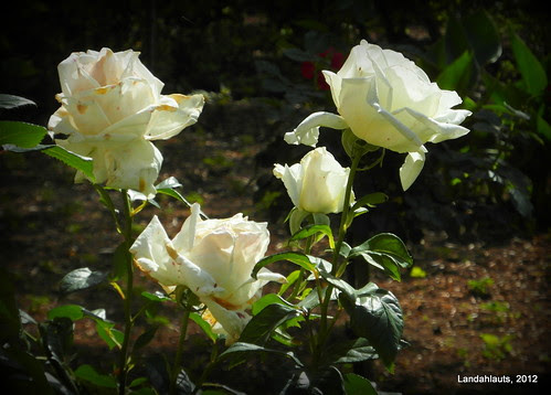 Rosas blancas de la Alhambra