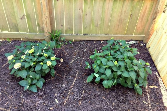 beginning the corner garden