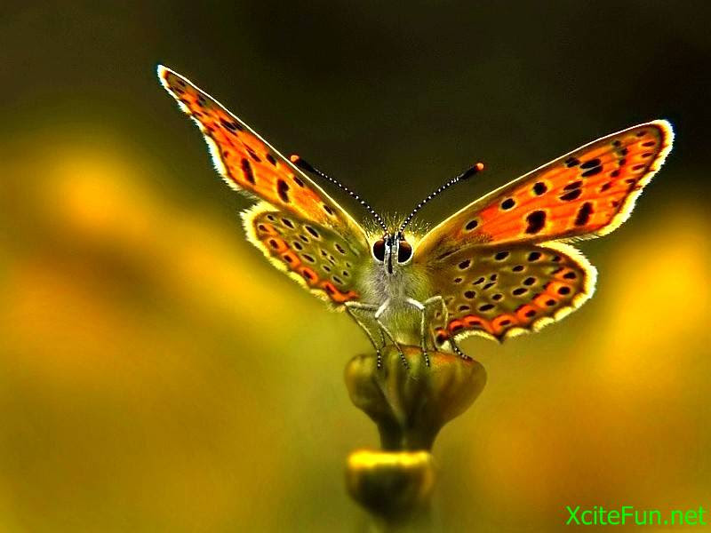 Wallpapers Beautiful Butterfly HD