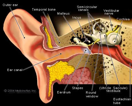 Picture of the Ear Anatomy