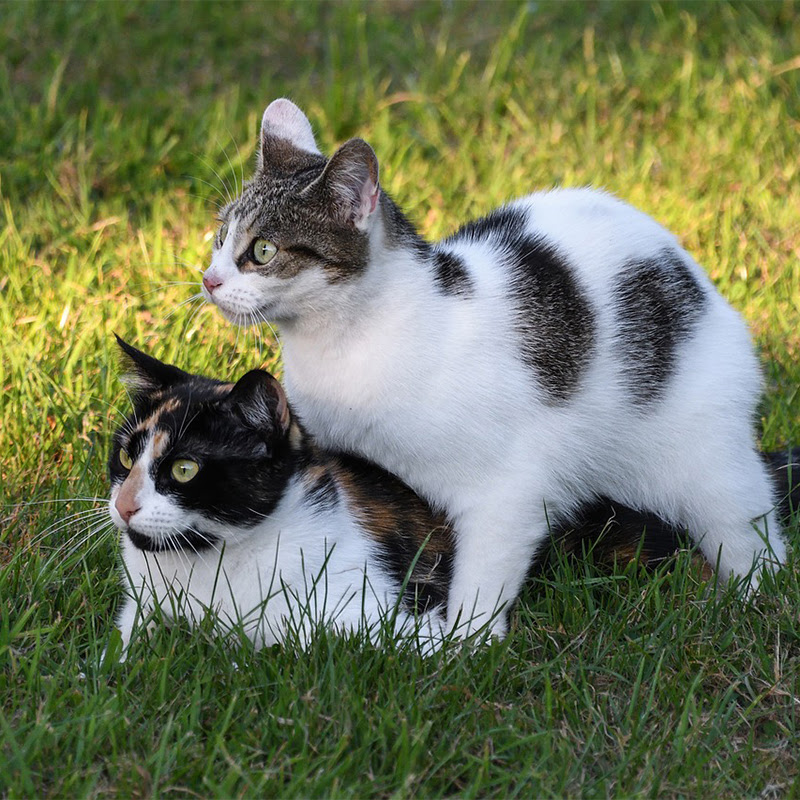 猫がマウンティングする3つの意味と理由別の対策法について