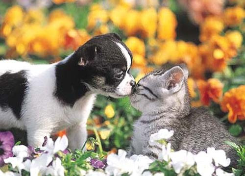 猫動画 ねこに強烈にキスする犬wwwwwwww ねこガンプ