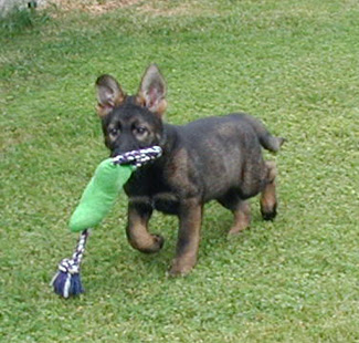Watch for Updates Below on Elfie and Lord's' DDR Litter...