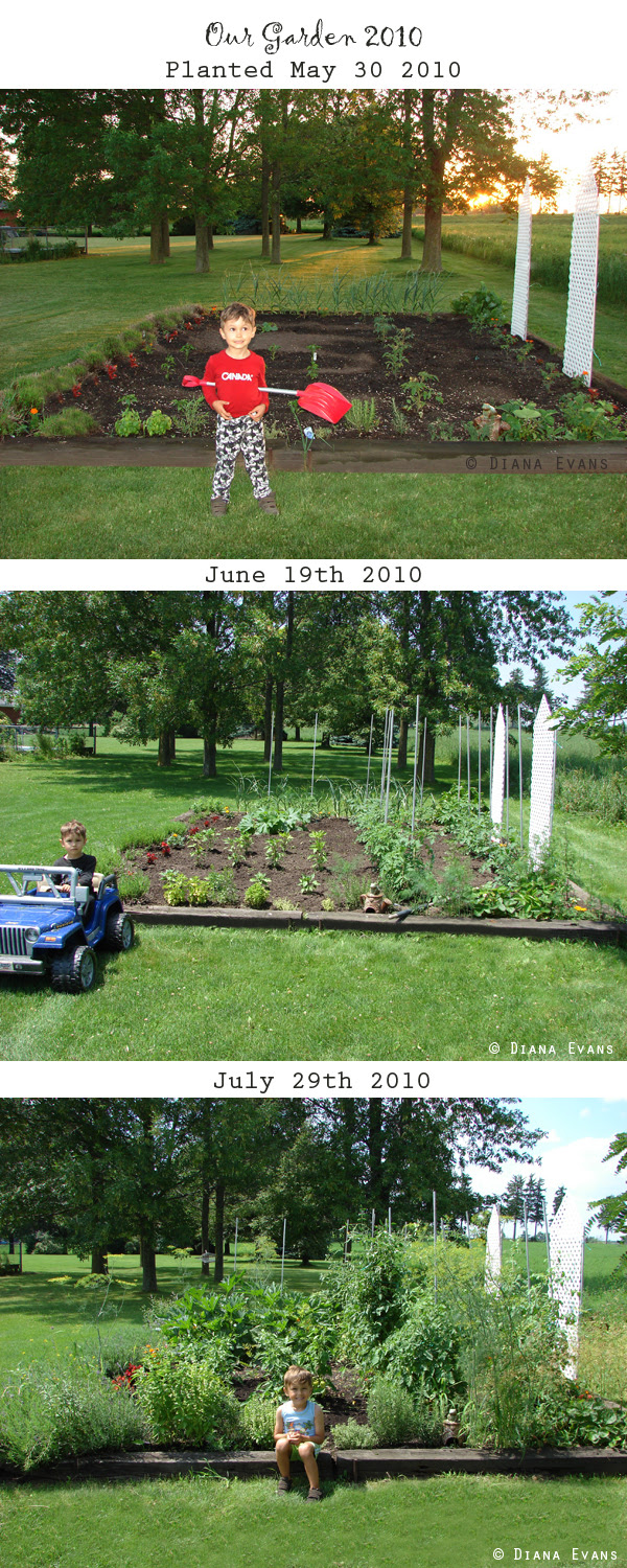 Garden 2010 - from start to harvest
