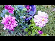 Terkeren Agar Bunga Aster Cepat Berbunga