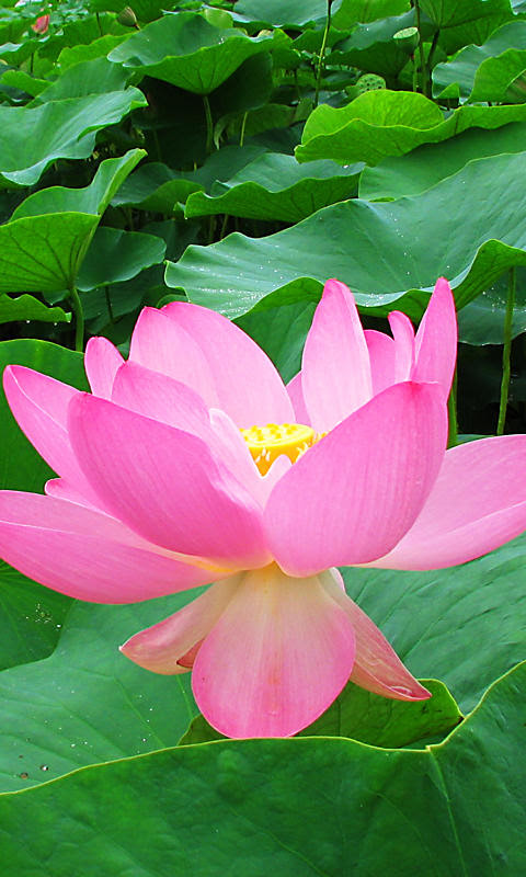蓮 ハス の花携帯待受画像 無料壁紙