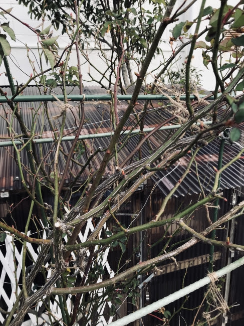 バラ 薔薇 フェリシア Rose Feliciaの誘引と支柱 マホガニーなｄaily