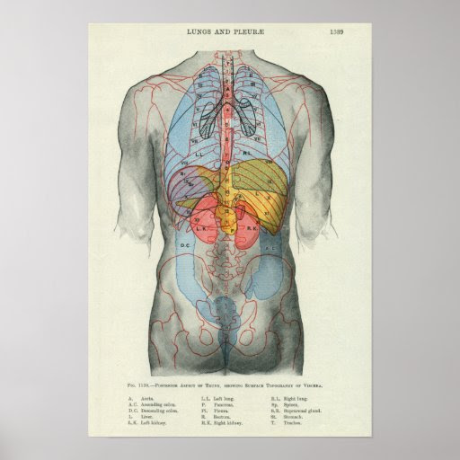 Human Anatomy Organs Lower Back