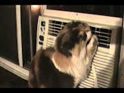 Inspirasi Spesial 22+ Pictures Black Cat Air Conditioner