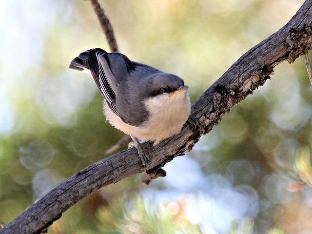 Pygmy Nuthatch 20130617