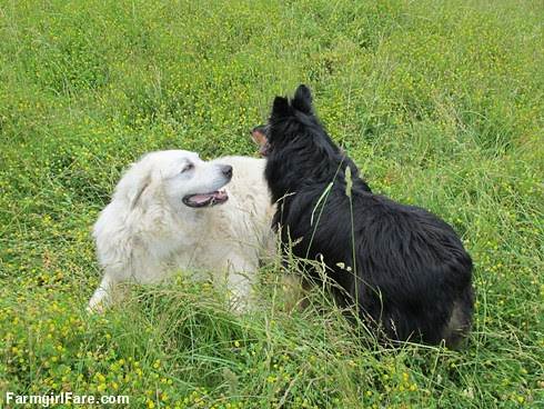 Happy dogs in the front field (2) - FarmgirlFare.com