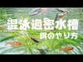 70以上 金魚 餌 フレーク おすすめ 266277-金魚 餌 フレーク おすすめ