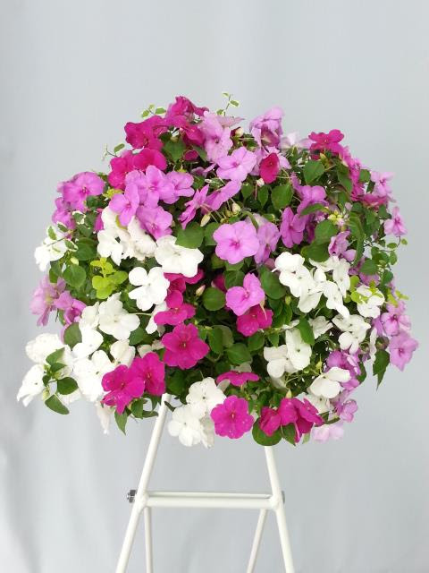 いつ切るの 今でしょ インパチェンス 花ズバっ プランツギャザリング寄せ植え教室をお探しの方へ愛知岐阜など全国からお越しいただいています
