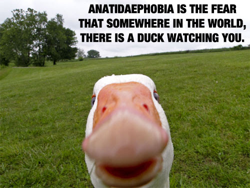 Duck Watching You 20 Mind Blowing Facts You Probably Didnt Know