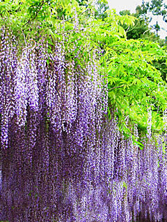 藤の花 藤棚携帯待受画像 無料壁紙