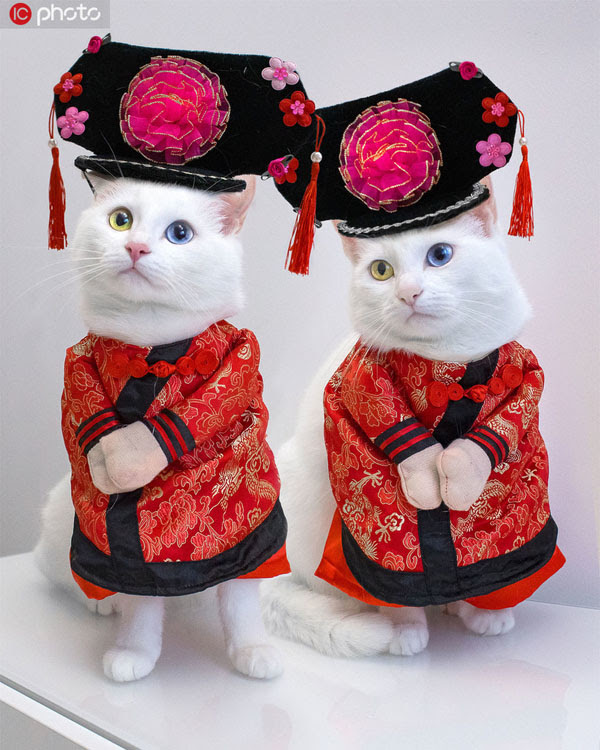 オッドアイを持つ双子の 猫星人 がネットで人気 ロシア 人民網日本語版 人民日報