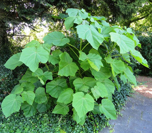 paulownia_tomentosa_21