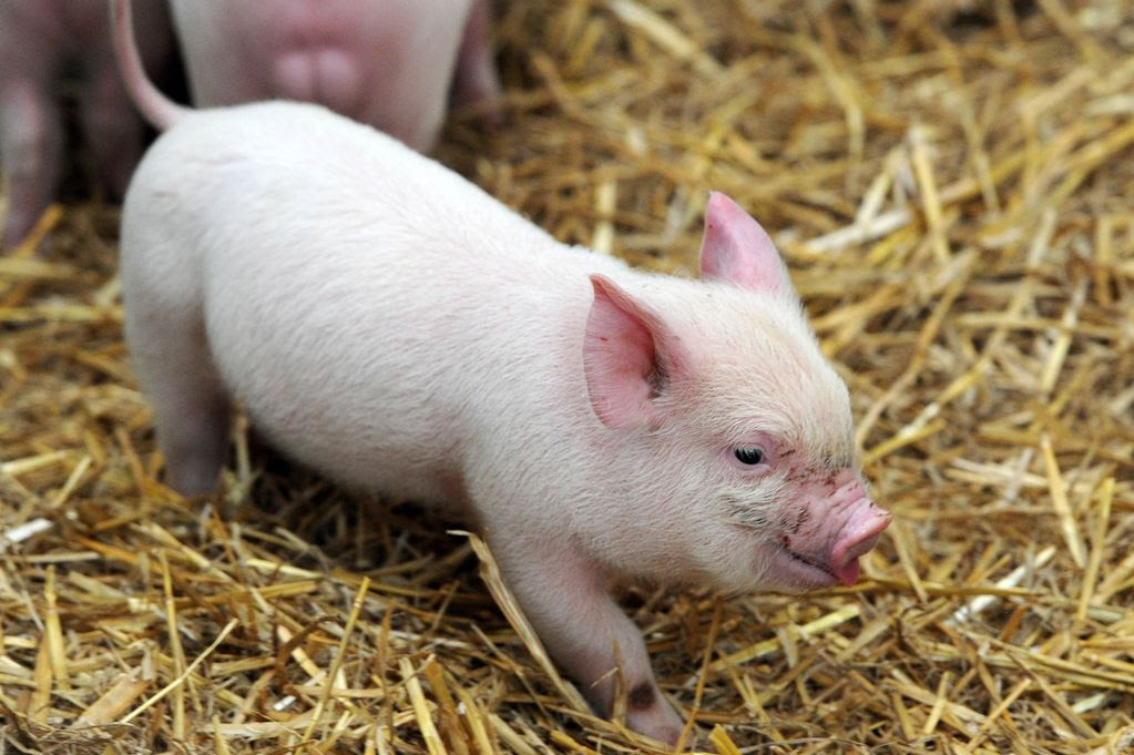 New arrivals at Newham Grange Farm