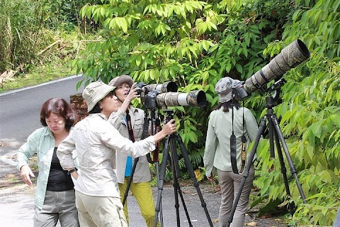 bukit fraser bird watching