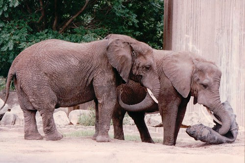 Sedgwick County Zoo 1