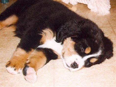 cute puppy puppies wallpaper  fanpop