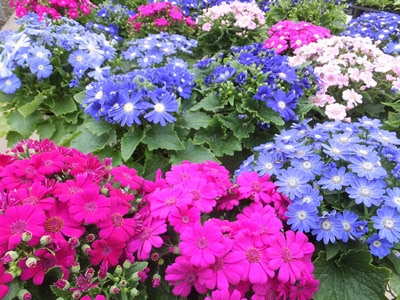 ２月中旬おすすめの花苗 蕨戸田衛生センター組合