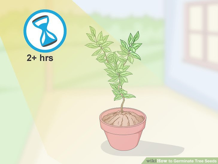 Germinate Tree Seeds Step 19.jpg