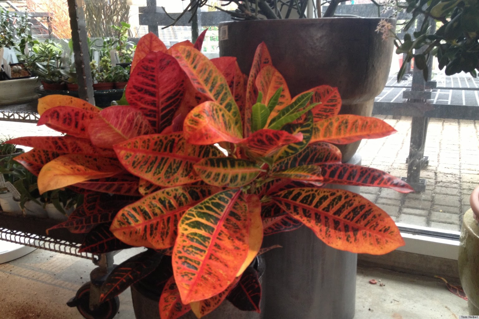 Sprout Home  Q A of the Week All About Houseplants HuffPost
