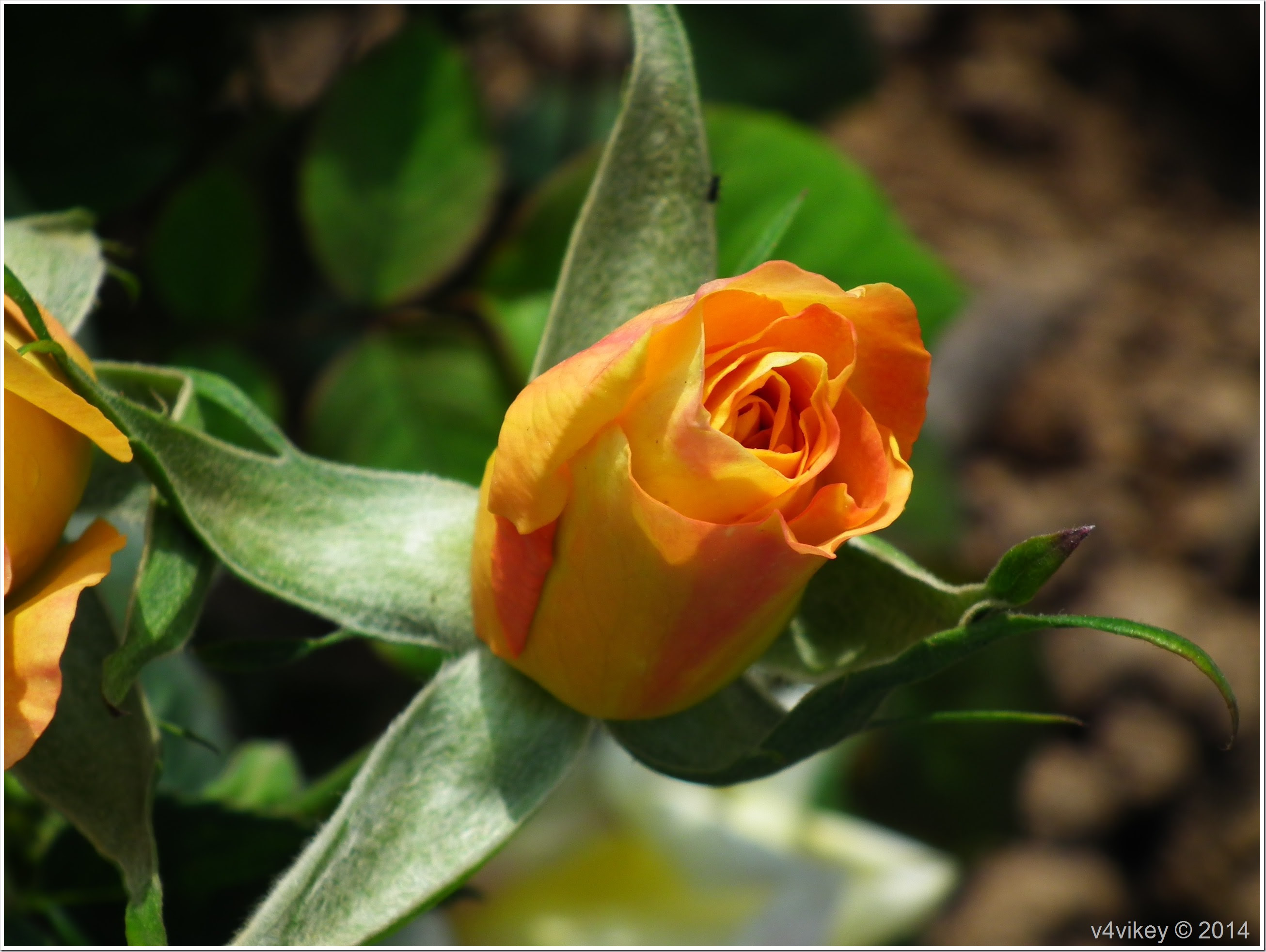 Rose Flower Bud in Yellow Color