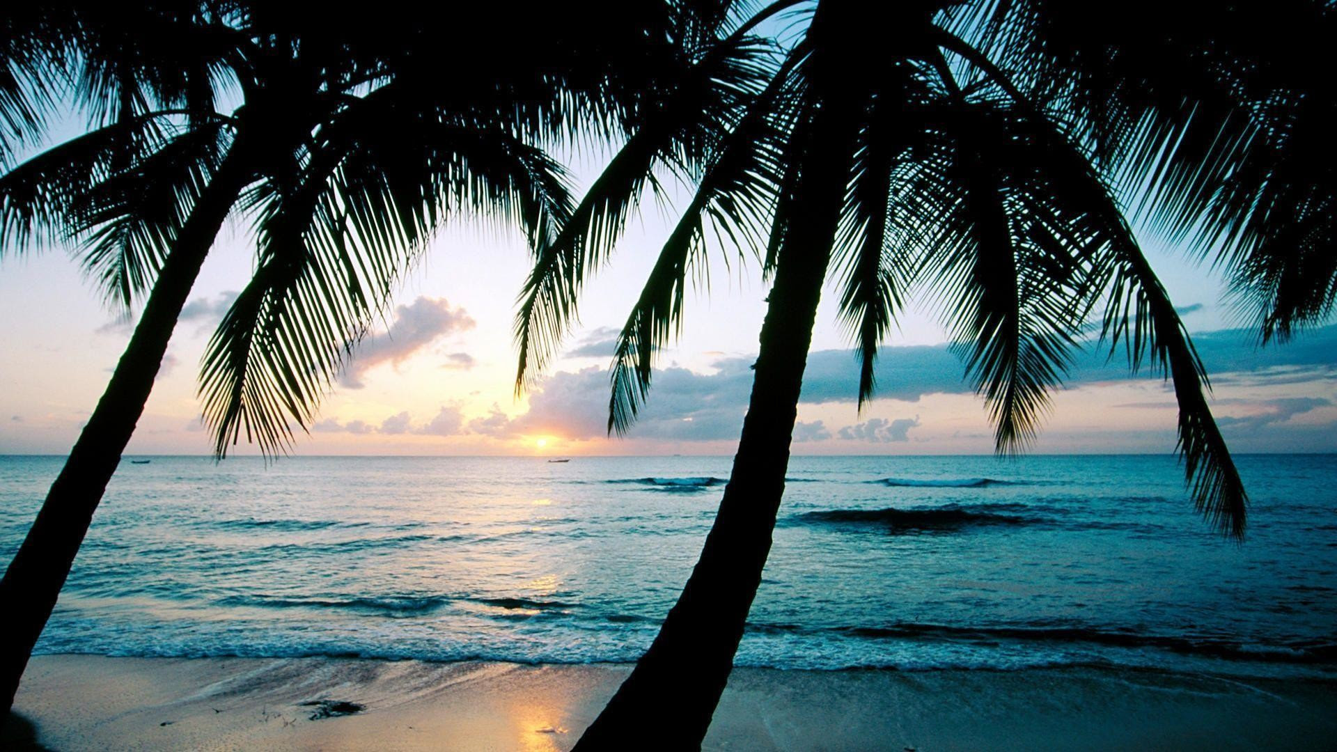 Palm Tree Wallpaper Desktop 69 Images