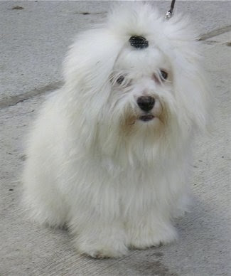 Coton de Tulear Information Coton de Tulear Information