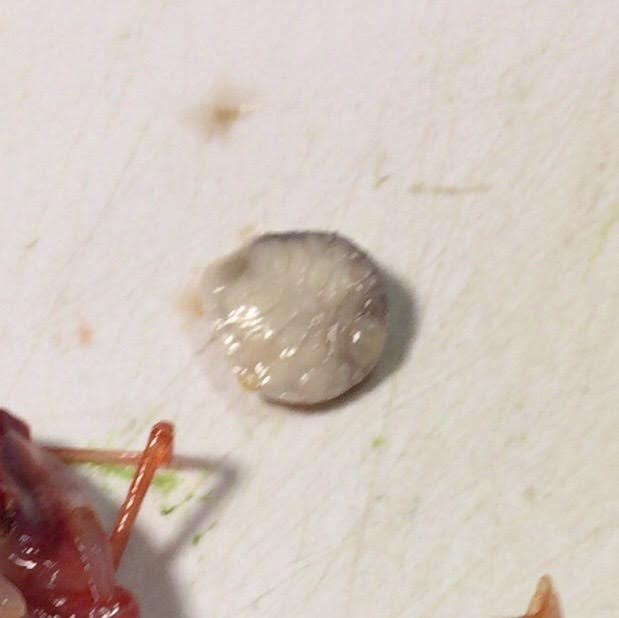 やせいの コブつきエビが あらわれた みわちんどっとこむ