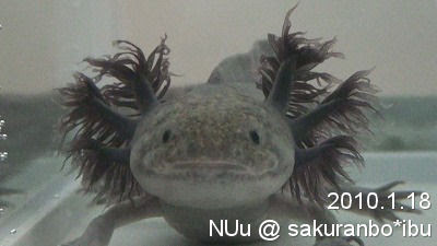 Sakuranbo Ibu ウーパールーパー外鰓治療日誌