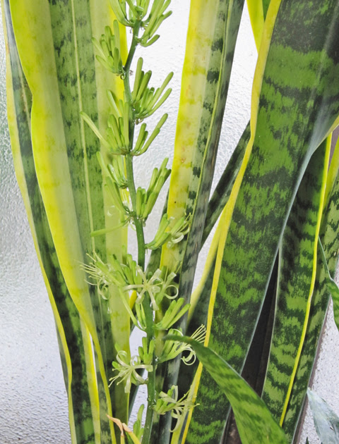 サンスベリアの花が咲く時 ホウホウ先生の開運ブログ